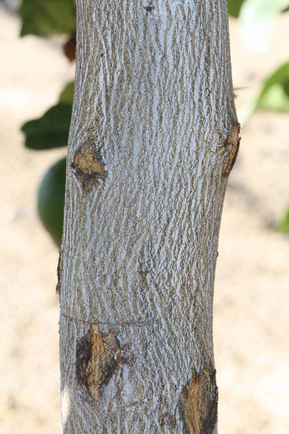            Bark (Riverside, CA)   